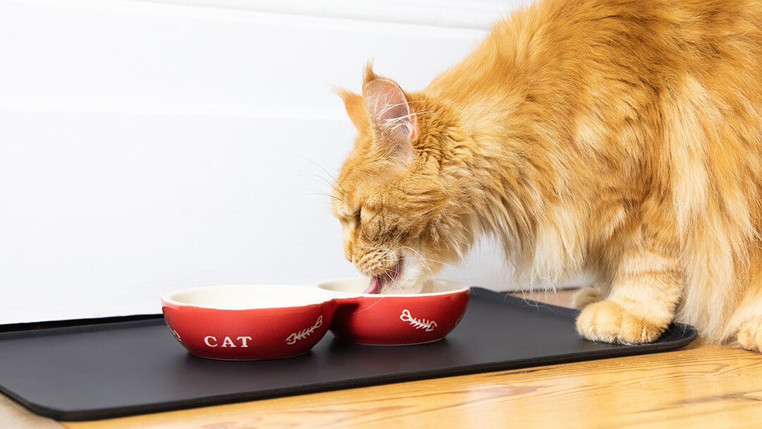 Kitten stopped store eating dry food